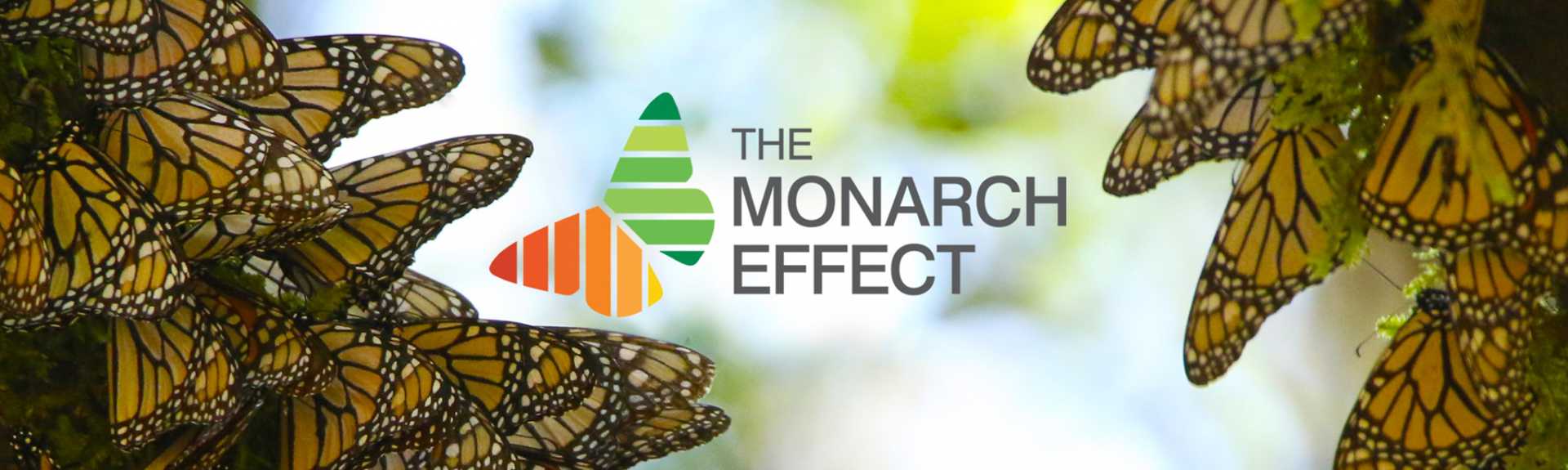The Monarch Effect