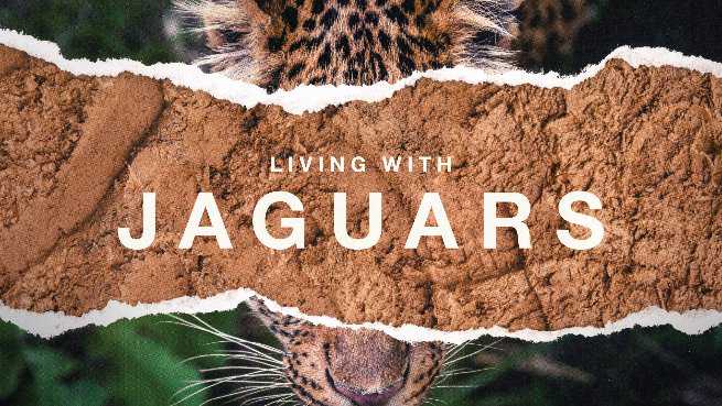 Living with Jaguars