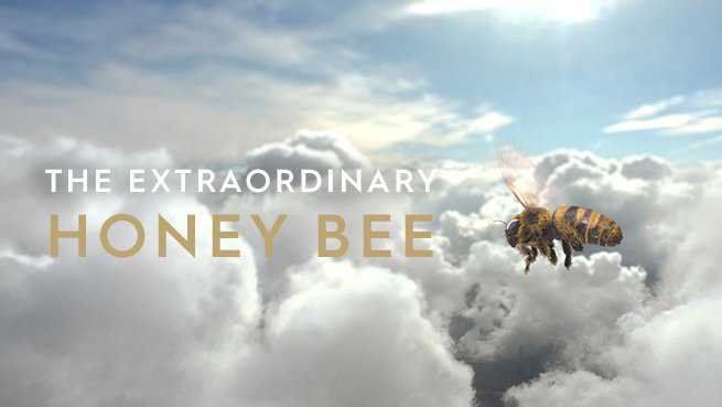 The Extraordinary Honey Bee