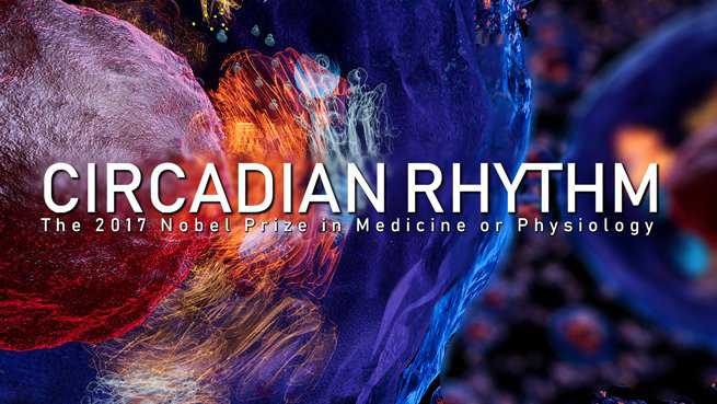 Circadian Rhythm