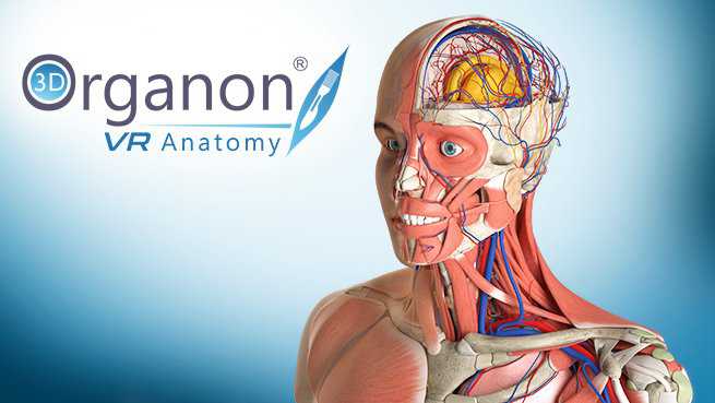 3D Organon VR Anatomy | Enterprise Edition