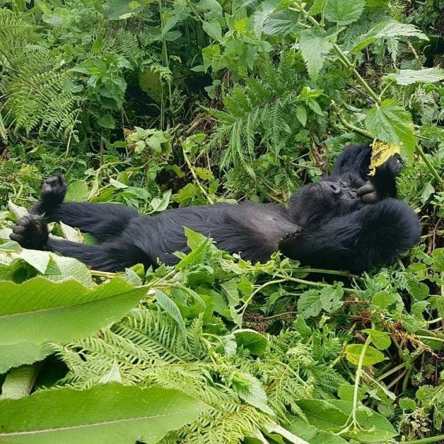 Gorilas en VR, película 360º que está ayudando a una especie en peligro de extinción